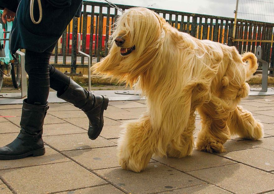 30 фотографии од кучиња направени од уличен фотограф кој е професионалец при фотографирање совршени моменти