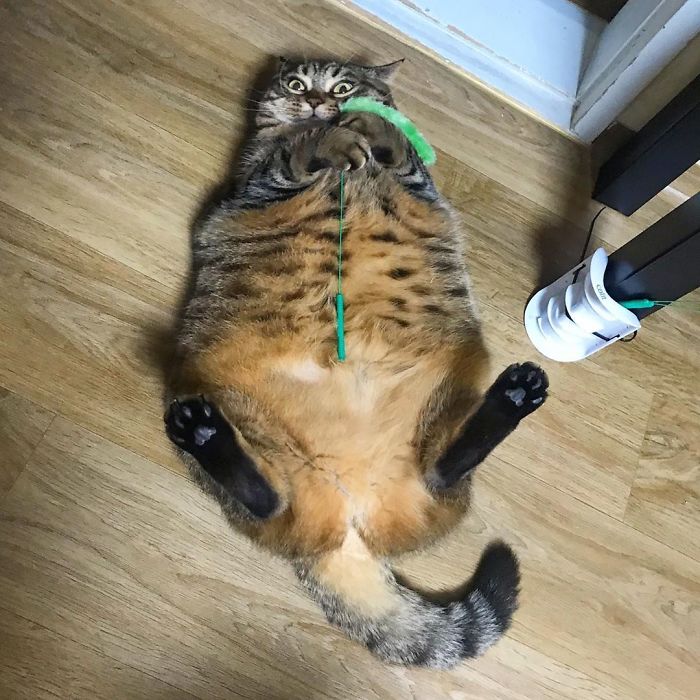 Оваа мачка ќе ви го освои срцето со нејзините смешни изрази