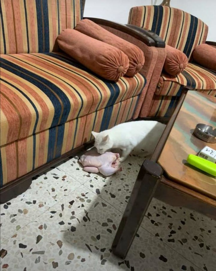 25 фотографии што покажуваат дека мачките се вистински чудовишта