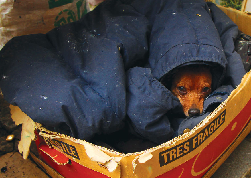 30 фотографии од кучиња направени од уличен фотограф кој е професионалец при фотографирање совршени моменти