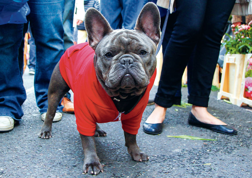 30 фотографии од кучиња направени од уличен фотограф кој е професионалец при фотографирање совршени моменти