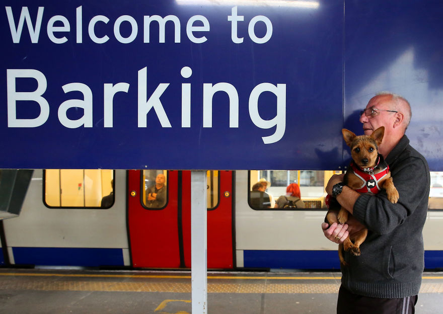 30 фотографии од кучиња направени од уличен фотограф кој е професионалец при фотографирање совршени моменти