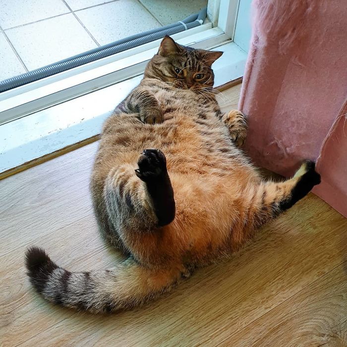 Оваа мачка ќе ви го освои срцето со нејзините смешни изрази