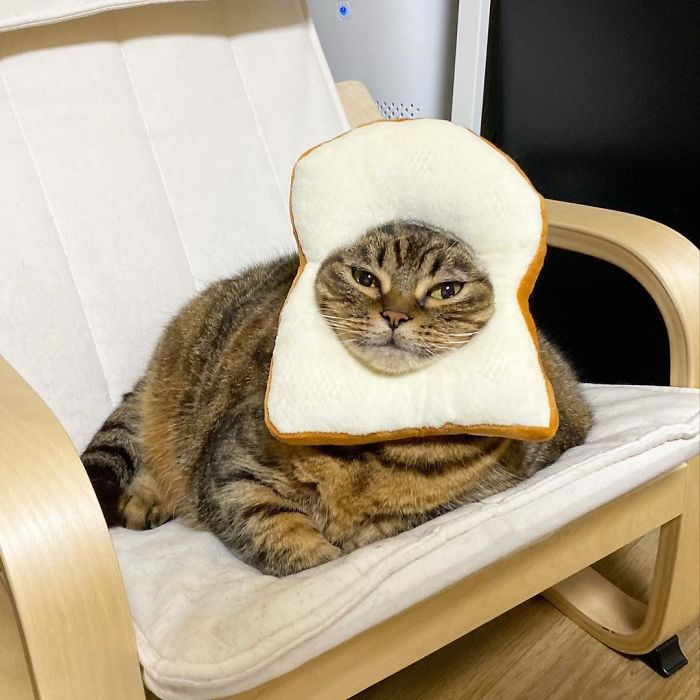 Оваа мачка ќе ви го освои срцето со нејзините смешни изрази