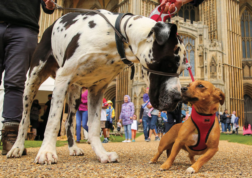 30 фотографии од кучиња направени од уличен фотограф кој е професионалец при фотографирање совршени моменти