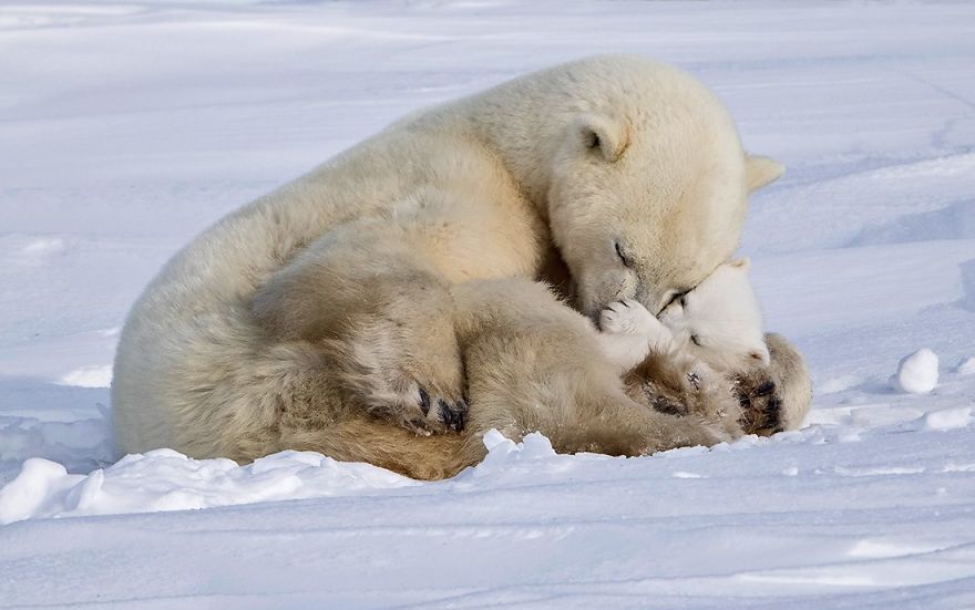 Фотографии од поларни мечки направени во дивина