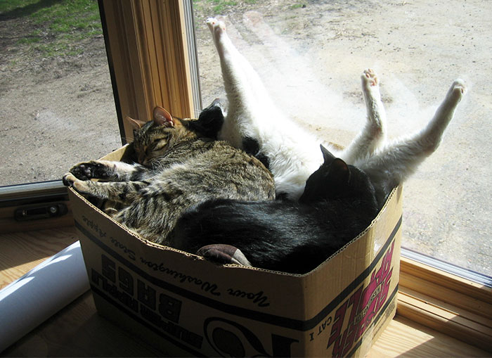 Истражување: Мачките толку многу сакаат кутии затоа што тие го намалуваат стресот
