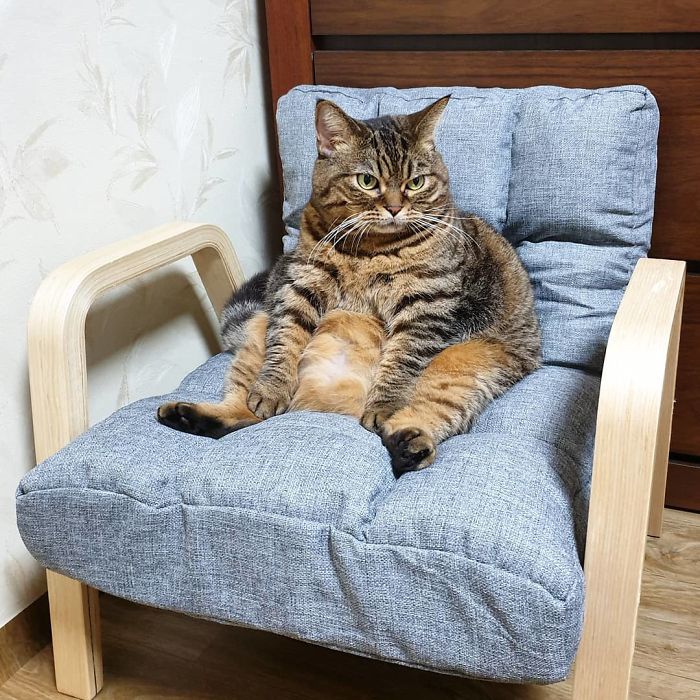 Оваа мачка ќе ви го освои срцето со нејзините смешни изрази