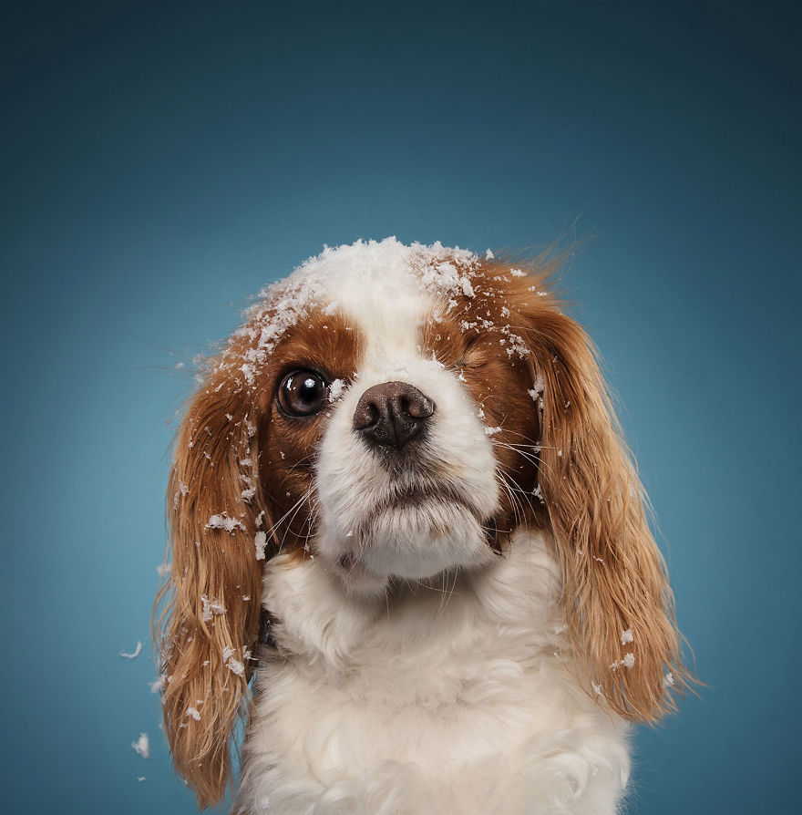 19 празнични фотографии од кучиња што се подготвени за Божиќ