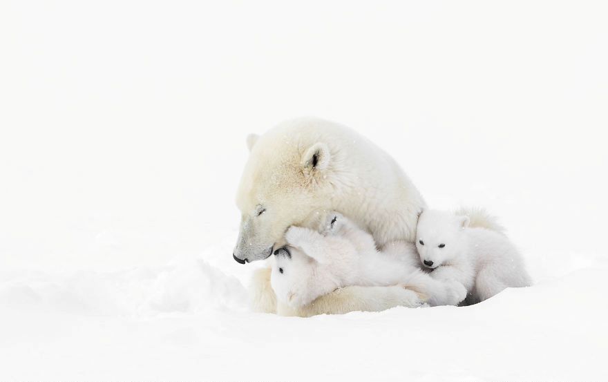 Фотографии од поларни мечки направени во дивина
