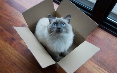 Истражување: Мачките толку многу сакаат кутии затоа што тие го намалуваат стресот