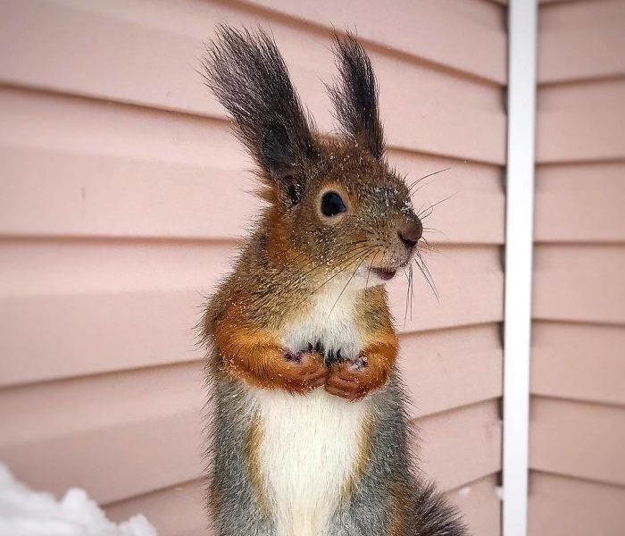 Момче спасило мала верверичка што не може да оди, а сега тие се најдобри пријатели