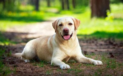 На кој начин кучињата помошници за дијабетичари ве предупредуваат при промена на вашата гликемија?
