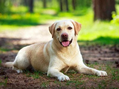 На кој начин кучињата помошници за дијабетичари ве предупредуваат при промена на вашата гликемија?