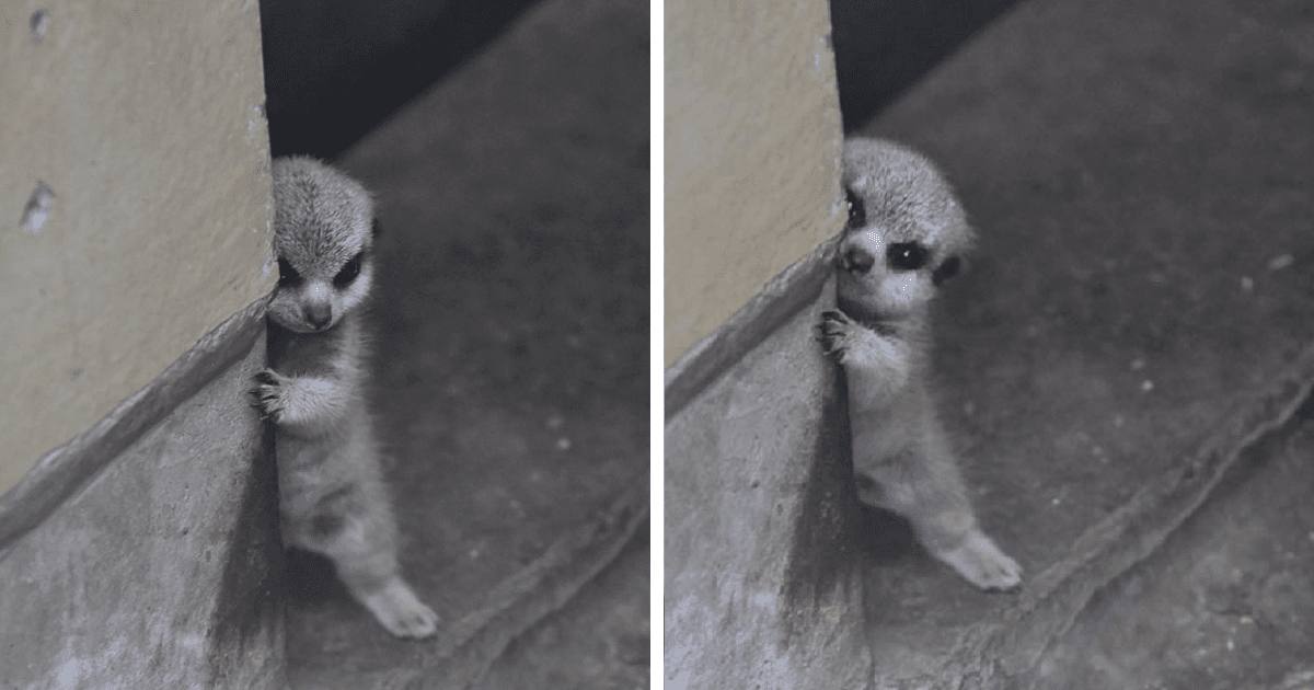 23 миленичиња кои се толку срамежливи, па едноставно ќе посакате да ги прегрнете