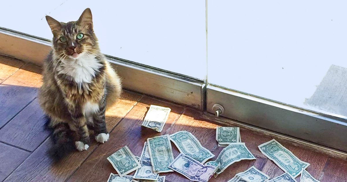 Една мачка била донесена во канцеларија за да ги улови глувците, но наместо тоа почнала да заработува