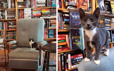 Мачињата се шетаат слободно во оваа книжарница, а купувачите дури може и да ги вдомат