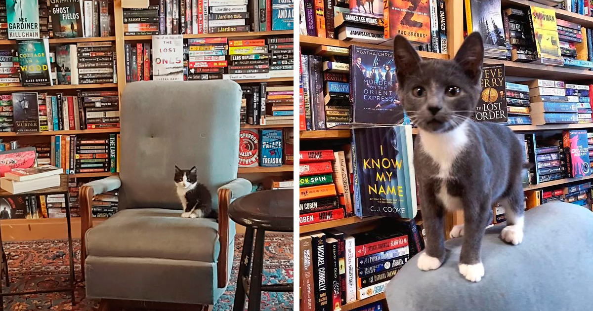 Мачињата се шетаат слободно во оваа книжарница, а купувачите дури може и да ги вдомат