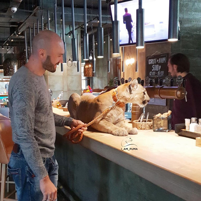 Спасена пума го живее својот најдобар живот како разгалена домашна мачка