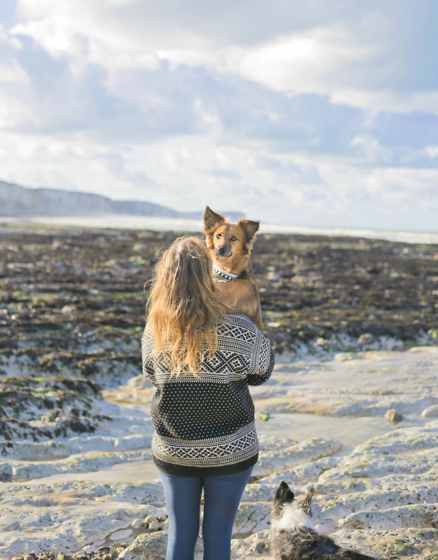 Авантурите на едно посвоено куче што се плаши да пешачи