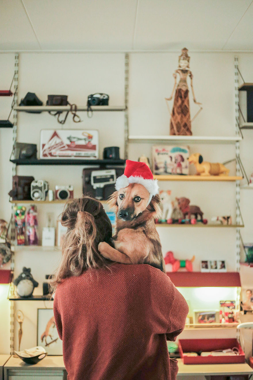 Авантурите на едно посвоено куче што се плаши да пешачи