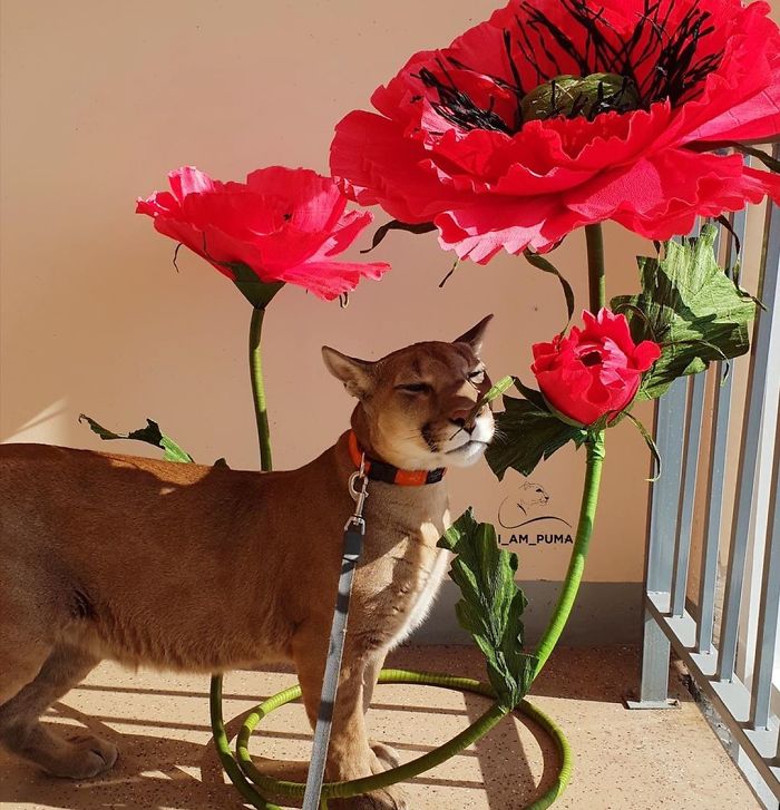 Спасена пума го живее својот најдобар живот како разгалена домашна мачка