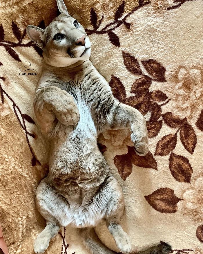 Спасена пума го живее својот најдобар живот како разгалена домашна мачка