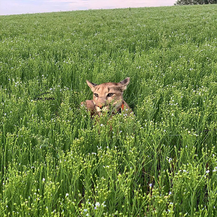 Спасена пума го живее својот најдобар живот како разгалена домашна мачка