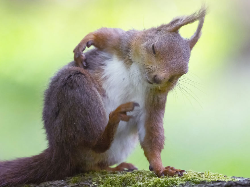 Смешни фотографии од верверички што ќе ви го разубават денот