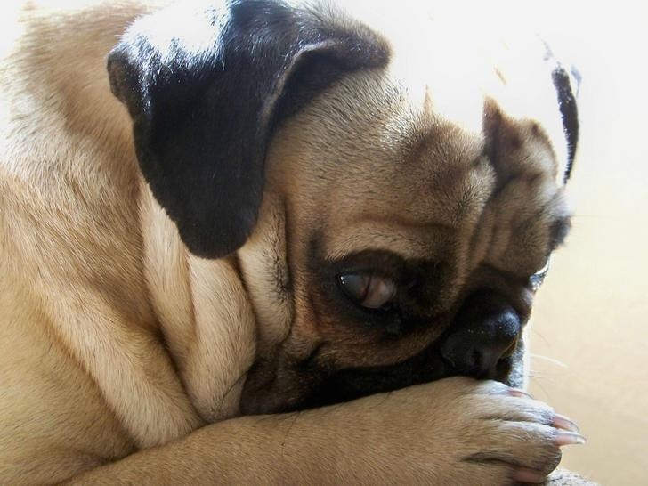 23 миленичиња кои се толку срамежливи, па едноставно ќе посакате да ги прегрнете