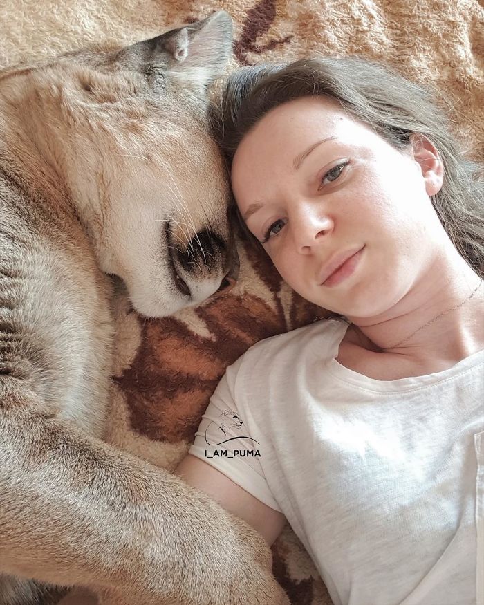 Спасена пума го живее својот најдобар живот како разгалена домашна мачка