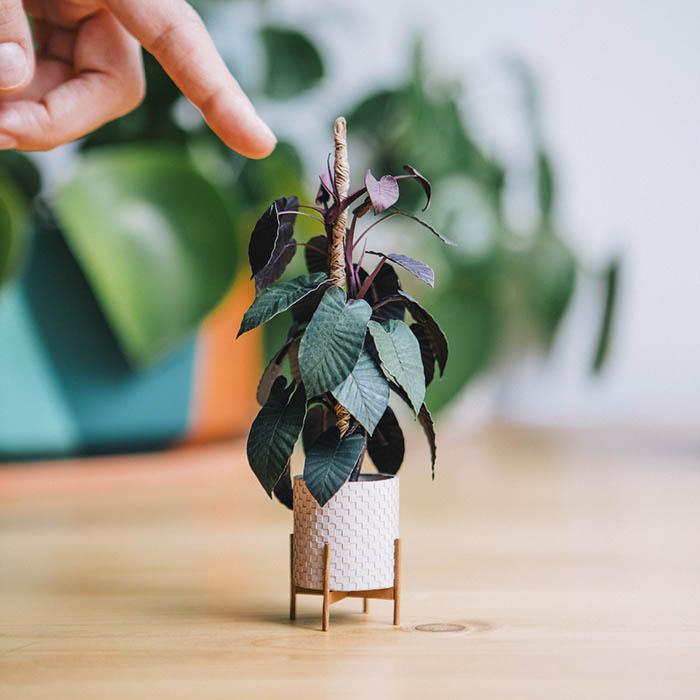 Уметник создава растенија од хартија кои се доволно мали за да може да се држат меѓу прстите