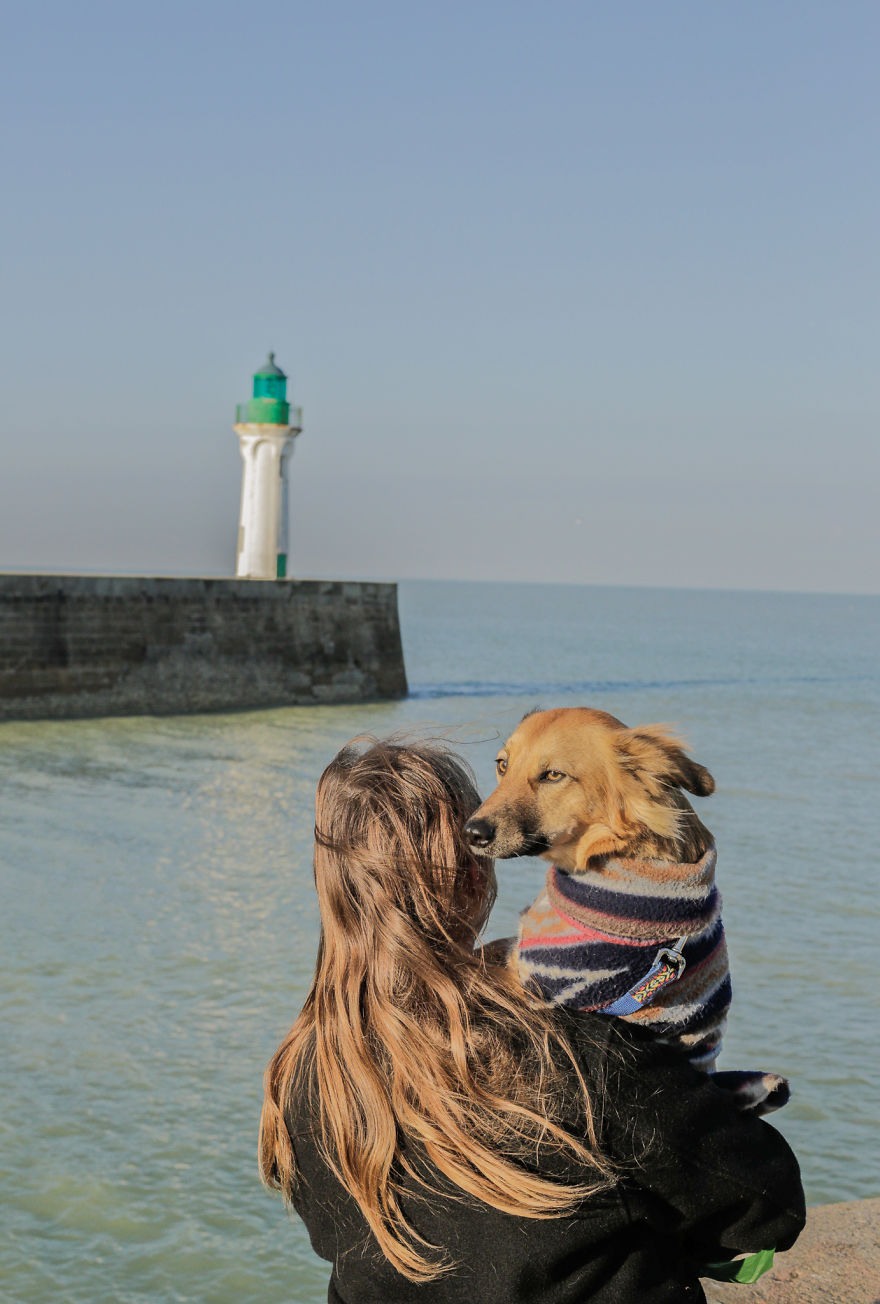 Авантурите на едно посвоено куче што се плаши да пешачи