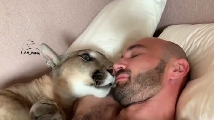 Спасена пума го живее својот најдобар живот како разгалена домашна мачка