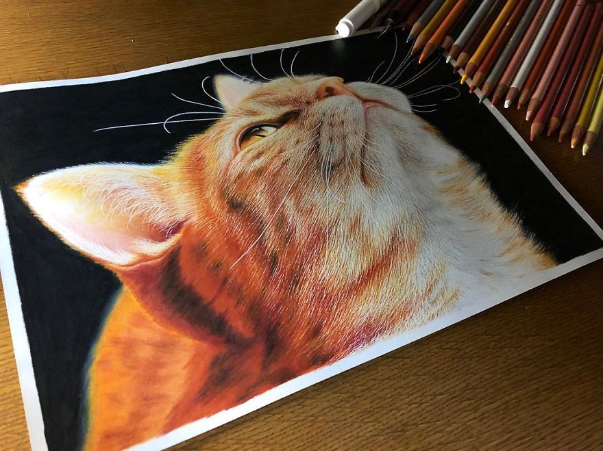 23 неверојатно реалистични цртежи на мачки 