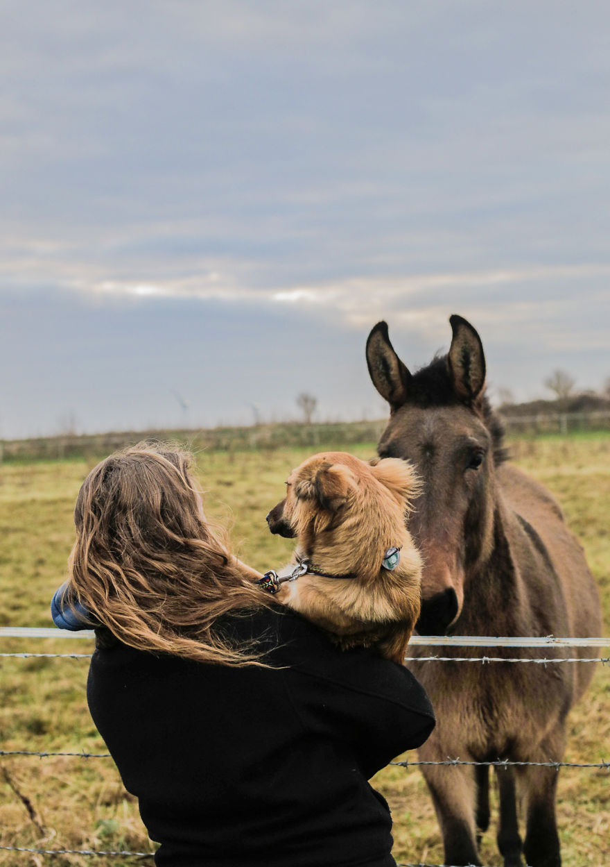 Авантурите на едно посвоено куче што се плаши да пешачи