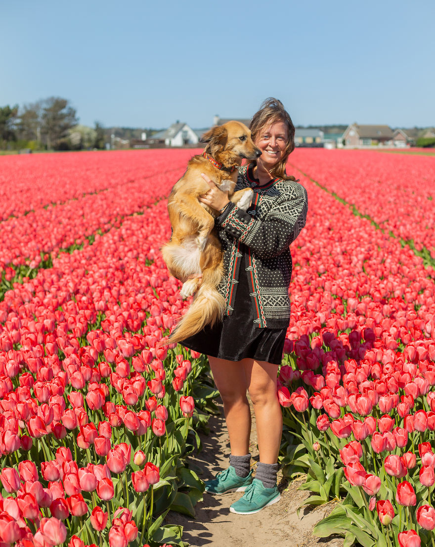 Авантурите на едно посвоено куче што се плаши да пешачи