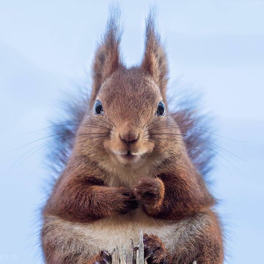 Смешни фотографии од верверички што ќе ви го разубават денот