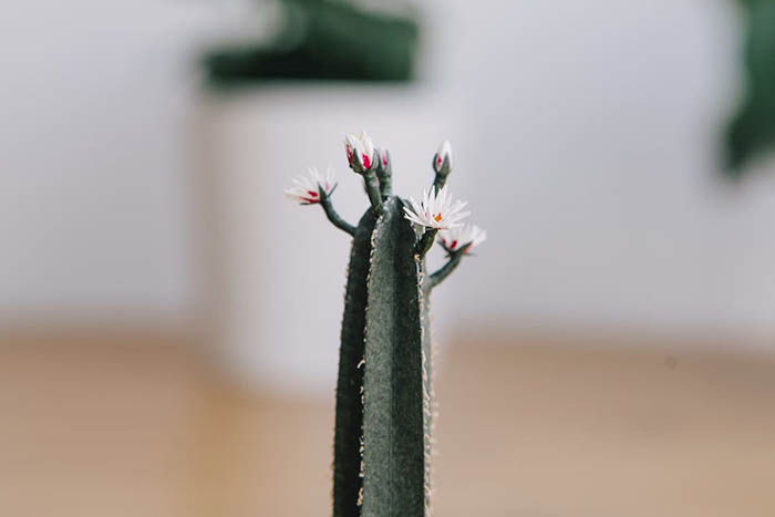 Уметник создава растенија од хартија кои се доволно мали за да може да се држат меѓу прстите
