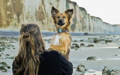 Авантурите на едно посвоено куче што се плаши да пешачи