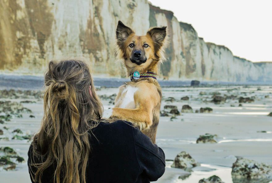 Авантурите на едно посвоено куче што се плаши да пешачи