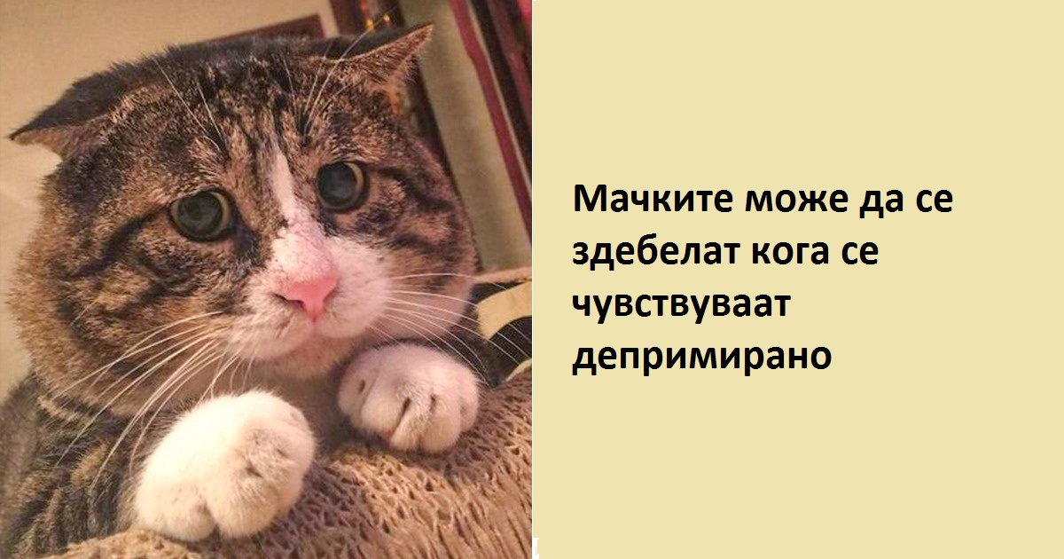 12 факти кои докажуваат дека животните може да бидат похумани од нас