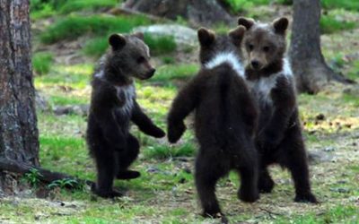 Еден наставник случајно наишол на мечиња „кои танцуваат“ додека се шетал во шума во Финска, па се вчудовидел од неверојатната глетка