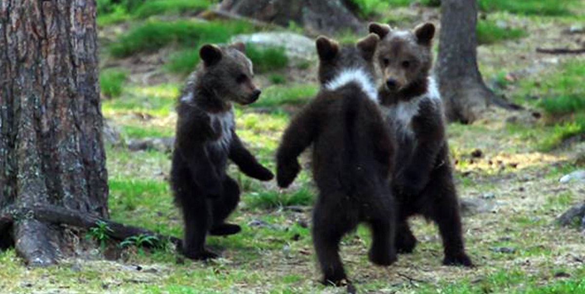 Еден наставник случајно наишол на мечиња „кои танцуваат“ додека се шетал во шума во Финска, па се вчудовидел од неверојатната глетка