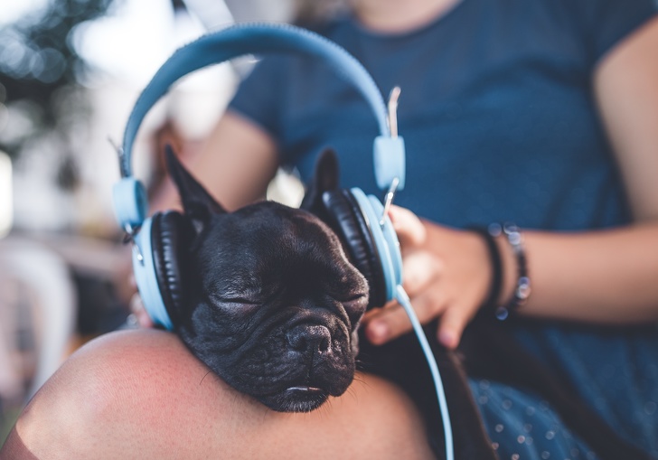 12 факти кои докажуваат дека животните може да бидат похумани од нас