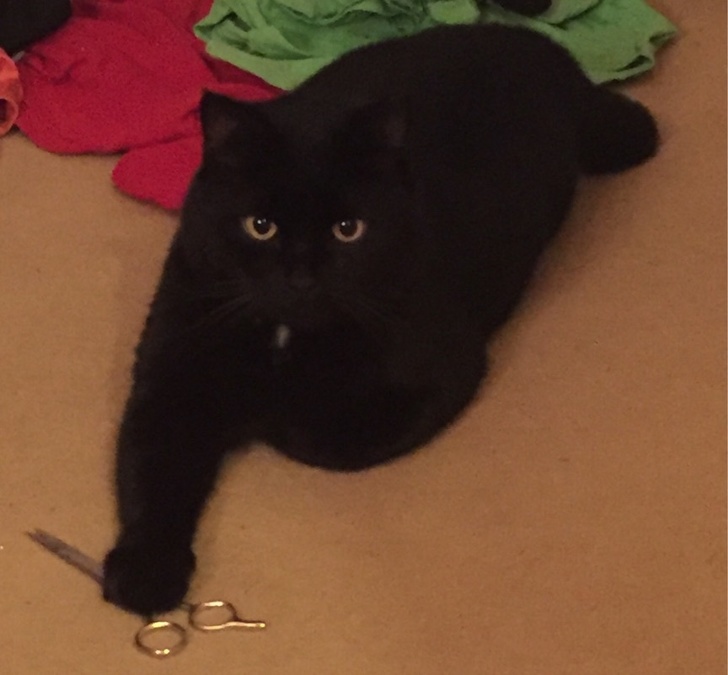 24 фотографии од мачки што не треба да ги задевате