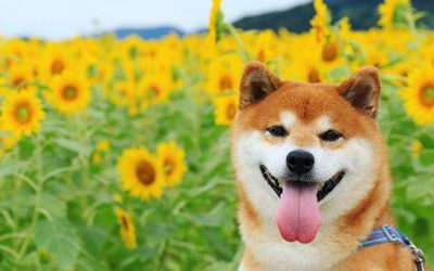 Ова куче е најголемиот обожавател на цвеќиња во Јапонија