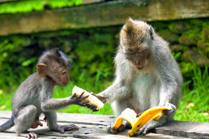 12 факти кои докажуваат дека животните може да бидат похумани од нас