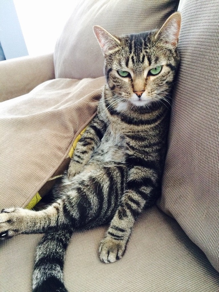 24 фотографии од мачки што не треба да ги задевате