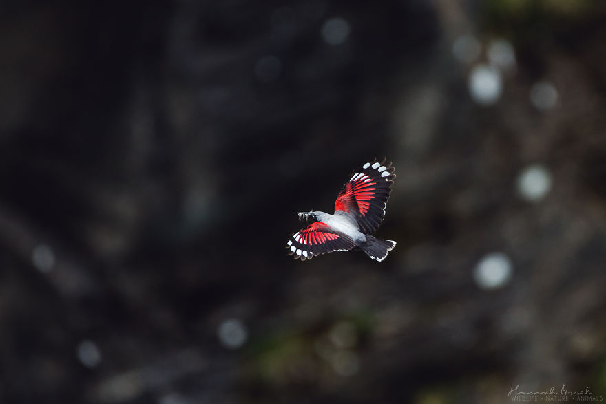 Откријте ги уникатните карактери на птиците преку овие 20 фотографии